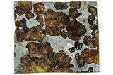 Polished Imilac Pallasite Meteorite () Slice #313650-1